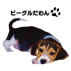 [LINEスタンプ] ビーグル犬のじゅっちゃん2の画像（メイン）