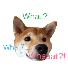 [LINEスタンプ] Shiba says (English ver.)