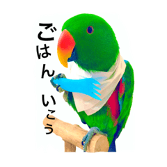[LINEスタンプ] ピカちゃんはオオハナインコ