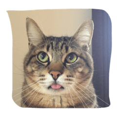 [LINEスタンプ] お家ねこ