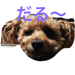 [LINEスタンプ] 山本家のハニー君
