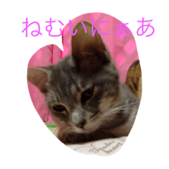 [LINEスタンプ] ニャンコの世界