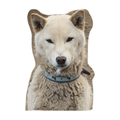 [LINEスタンプ] 柴犬 大地