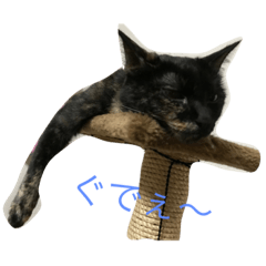 [LINEスタンプ] 猫のほるへの日常