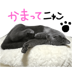 [LINEスタンプ] うちのぷーちゃん