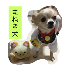 [LINEスタンプ] ぺこ＊ひま 〜わん〜