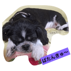 [LINEスタンプ] ぺこ＊ひま 〜わんわん〜