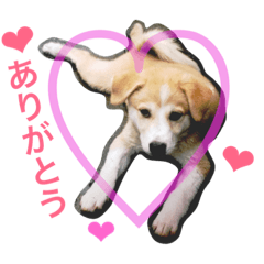 [LINEスタンプ] 愛犬チャチャ