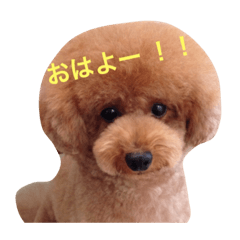 [LINEスタンプ] 愛しのくーちゃん