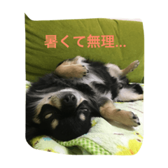 [LINEスタンプ] チワワのミルコ
