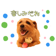 [LINEスタンプ] 大好きノーフォークテリア2
