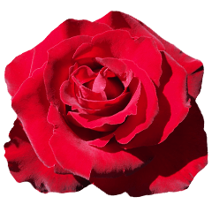 [LINEスタンプ] 美しい薔薇