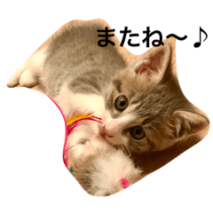 [LINEスタンプ] ミュウミュウちゃん  2   つぶやき