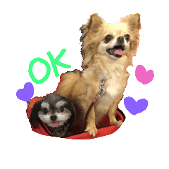 [LINEスタンプ] まゆげ犬とチワワの日常スタンプの画像（メイン）