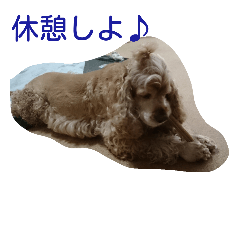 [LINEスタンプ] コッカースパニエル ディ君の日常会話 