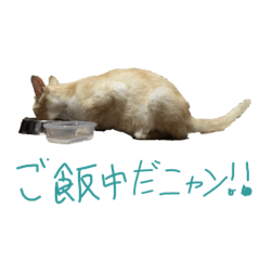 [LINEスタンプ] 猫のみぃーちゃん