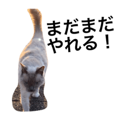 [LINEスタンプ] チョコ（猫）ですけど。2