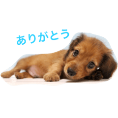 [LINEスタンプ] ダックス(レッド)日常会話