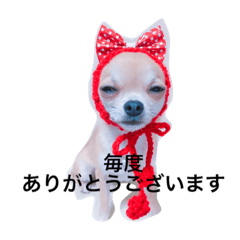 [LINEスタンプ] チワワのれおぱこぴー①