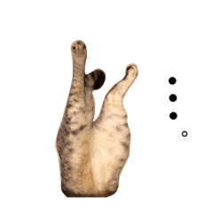 [LINEスタンプ] ソルトとペッパー