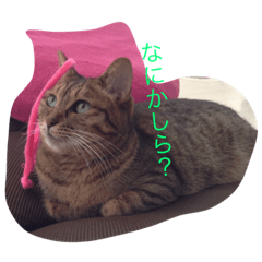 [LINEスタンプ] ルナの毎日