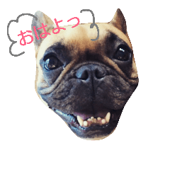 [LINEスタンプ] 土屋家の犬猫