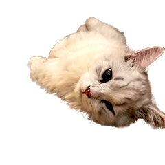 [LINEスタンプ] Munchkin kitty bobo