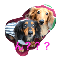 [LINEスタンプ] ダックス兄弟ちゃんまる軍団