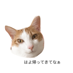 [LINEスタンプ] しおちゃんとカルア君