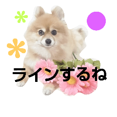 [LINEスタンプ] ポメラニアンDuffy 黒と赤 その4