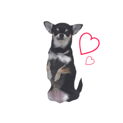 [LINEスタンプ] スムースチワワのこんぶ