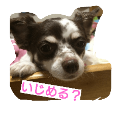 [LINEスタンプ] こひめちゃん
