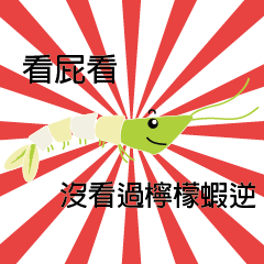 [LINEスタンプ] Good Shrimp Shrimp 