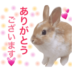 [LINEスタンプ] うさぎのうさ♡ 
