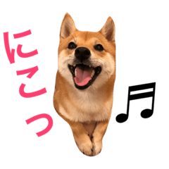 [LINEスタンプ] 豆柴 にこちゃん