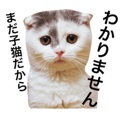 [LINEスタンプ] 顔が丸くて何が悪い。第1弾