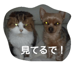 [LINEスタンプ] ジェイ君とドミン