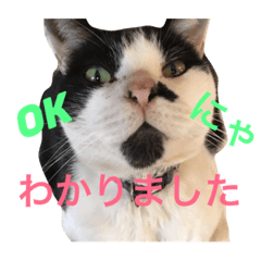 [LINEスタンプ] よく使う！ちょいウケ敬語スタンプ