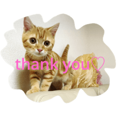 [LINEスタンプ] princecat