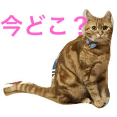 [LINEスタンプ] princecat2