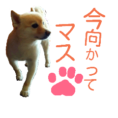 [LINEスタンプ] アニマル～スタンプ