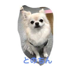 [LINEスタンプ] とのちん男前