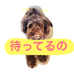 [LINEスタンプ] 3匹のチワプー1