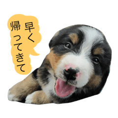 [LINEスタンプ] 毎日使えるワンコ