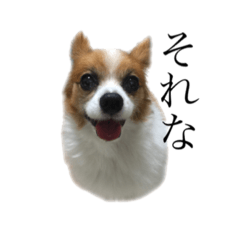 [LINEスタンプ] ちゃっちゃんの日常会話