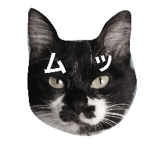 [LINEスタンプ] うちのたまころさん