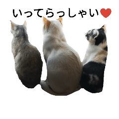 [LINEスタンプ] わが家の仲良し三兄弟猫ギガ☆ミケ☆サザエ