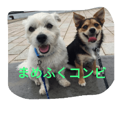 [LINEスタンプ] ミックス犬のまめた＆福のまめふくコンビ