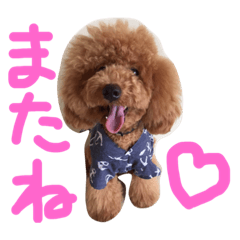[LINEスタンプ] トイプードルねおん＆ここな2