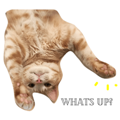 [LINEスタンプ] Piroli
